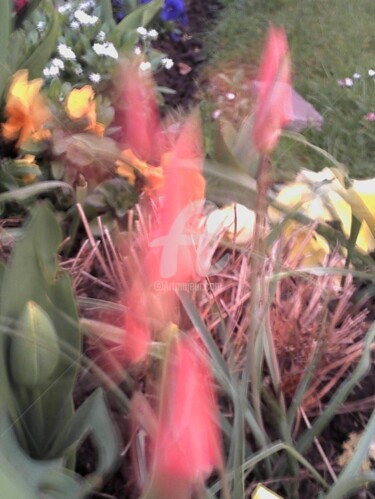 Photographie intitulée "couleurs fleurs nat…" par Marie-Louise Trichet, Œuvre d'art originale, Photographie argentique