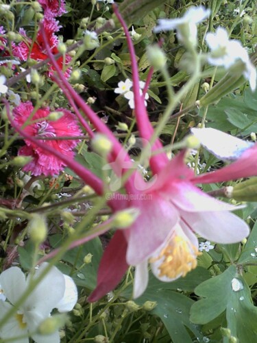 Photographie intitulée "fleur au naturel" par Marie-Louise Trichet, Œuvre d'art originale, Photographie non manipulée