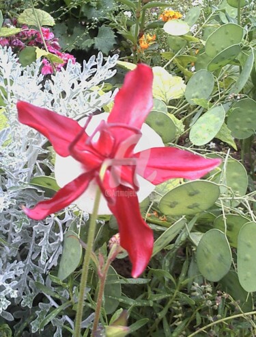 Photographie intitulée "Fleurs" par Marie-Louise Trichet, Œuvre d'art originale, Photographie argentique