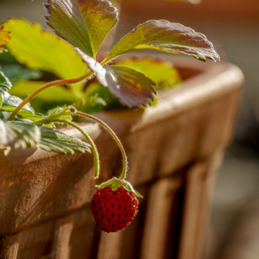 Photographie intitulée "*FRAISE" par Maxime Maillot, Œuvre d'art originale