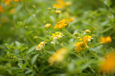 Photography titled "Yellow flowering sh…" by Mohamad Hidayat, Original Artwork, Digital Photography