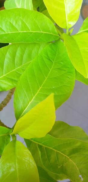 Photographie intitulée "Frest green leaf" par Mohamad Hidayat, Œuvre d'art originale, Photographie numérique