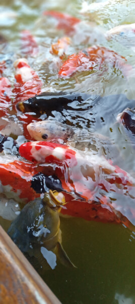 Фотография под названием "Koi Fish" - Mohamad Hidayat, Подлинное произведение искусства, Цифровая фотография