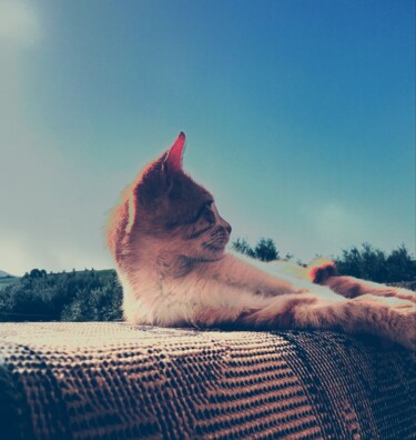 Fotografie mit dem Titel "Cat" von Mohamed Amine Soltani, Original-Kunstwerk, Digitale Fotografie