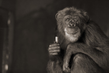 Photographie intitulée "Chimpanzee" par Mohamed Tazi, Œuvre d'art originale