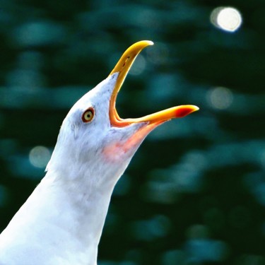 Fotografie mit dem Titel "Seagull screaming" von Monika Cherkaoui, Original-Kunstwerk, Digitale Fotografie