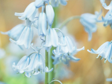 Photography titled "Bunny Bells" by Monika Cherkaoui, Original Artwork, Digital Photography