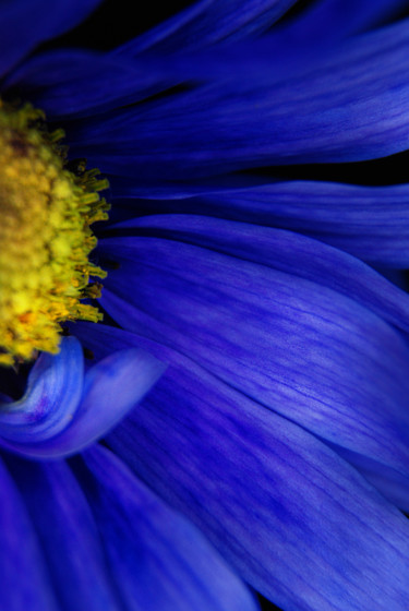 Photography titled "Blue Flower" by Monique Gray, Original Artwork