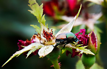 Photography titled "Japanese Beetle" by Monique Gray, Original Artwork