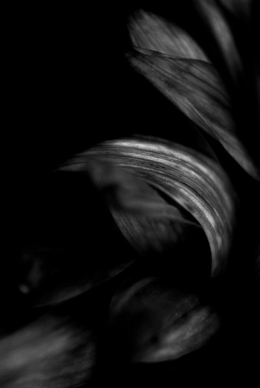 Photography titled "Gray Leaves" by Monique Gray, Original Artwork