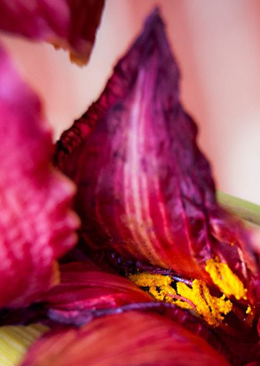 Photography titled "Flower Abstraction" by Monique Gray, Original Artwork