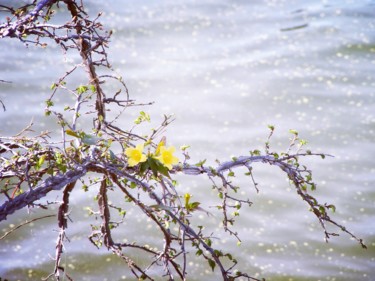 Photography titled "Blossoming" by Monique Anna Michel, Original Artwork, Non Manipulated Photography