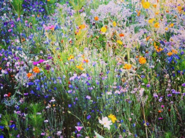 Photographie intitulée "La prairie enchanté…" par Monique Anna Michel, Œuvre d'art originale, Photographie non manipulée