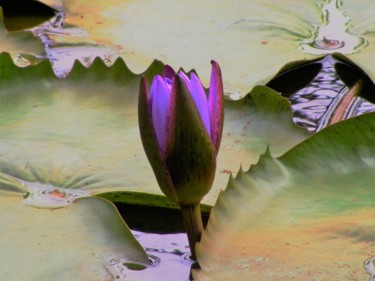 Naissance d'un Rêve Photographie intitulée "Naissance d'un Rêve" par Monique Anna Michel, Œuvre d'art originale