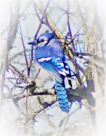 Photography titled "The Bluebird" by Monique Anna Michel, Original Artwork, Non Manipulated Photography
