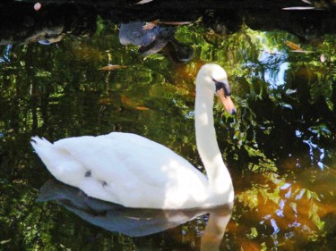 Fotografia intitolato "Le lac des cygnes" da Monique Anna Michel, Opera d'arte originale