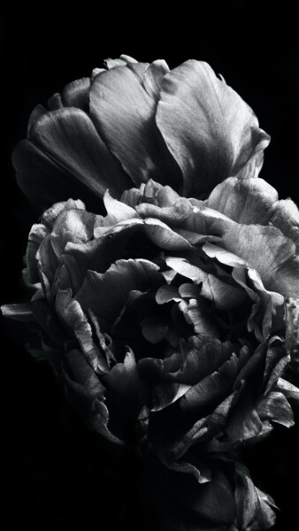 Fotografie getiteld "Roses" door Monochrome Renditions, Origineel Kunstwerk, Film fotografie