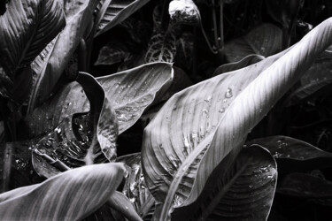 Fotografia intitulada "Banana leaves" por Monochrome Renditions, Obras de arte originais, Fotografia de filme