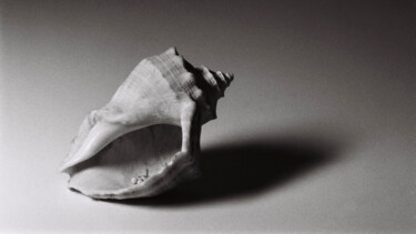 Photography titled "Seashell #1" by Monochrome Renditions, Original Artwork, Analog photography