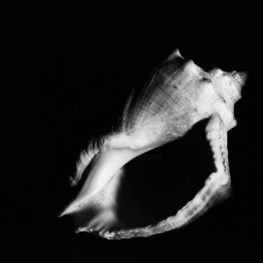 Photography titled "Seashell #2" by Monochrome Renditions, Original Artwork, Analog photography