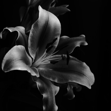 摄影 标题为“Lily” 由Monochrome Renditions, 原创艺术品, 数码摄影
