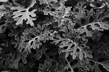 Fotografie getiteld "Botanical Study #1" door Monochrome Renditions, Origineel Kunstwerk, Film fotografie