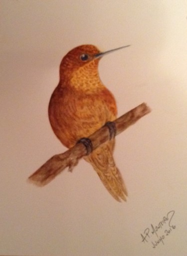 Painting titled "Hummingbird" by Armindo Monteiro (Pedrosa), Original Artwork, Watercolor