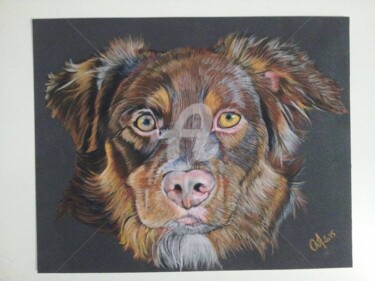 Tekening getiteld "berger australien" door M. Olivier, Origineel Kunstwerk, Pastel