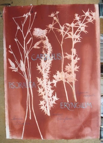 Tekening getiteld "PSORALEA  CARDU et…" door Michel Moskovtchenko, Origineel Kunstwerk, Anders