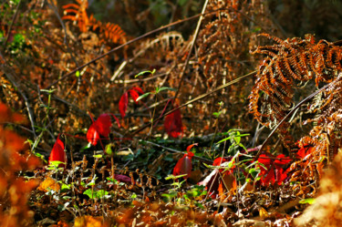 Photographie intitulée "Automne fulgurant.j…" par Pascal Moulin, Œuvre d'art originale, Photographie argentique