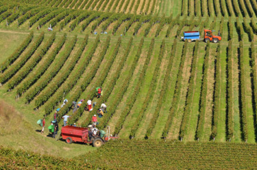 Fotografía titulada "Vendanges dans le v…" por Pascal Moulin, Obra de arte original