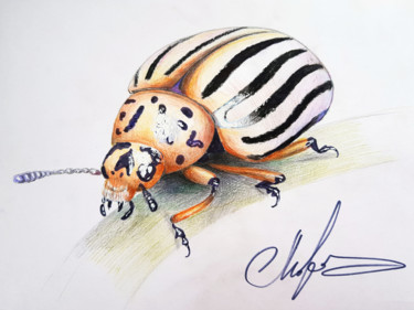 Desenho intitulada "Potato beetle" por Tigran Movsisyan, Obras de arte originais, Giz