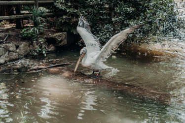 Фотография под названием "пеликан" - Alexander Kovalenko, Подлинное произведение искусства, Цифровая фотография