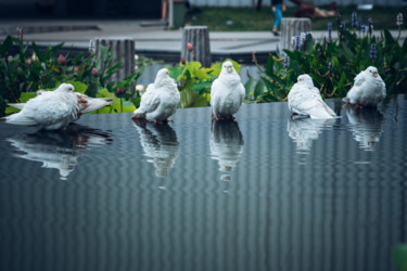 Фотография под названием "голуби на водопое" - Alexander Kovalenko, Подлинное произведение искусства, Цифровая фотография