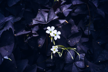 Фотография под названием "цветы" - Alexander Kovalenko, Подлинное произведение искусства, Цифровая фотография