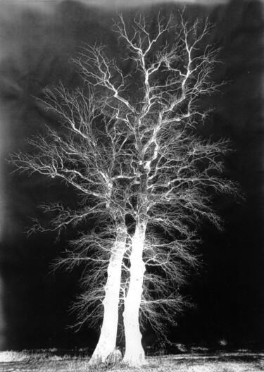 Fotografie getiteld "Spooky trees" door Mr. Chlorophyll Art - Kazek Biernat, Origineel Kunstwerk, Gemanipuleerde fotografie