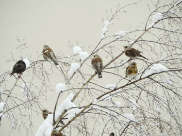 Fotografia intitulada "flock of thrushes f…" por Mrivserg, Obras de arte originais, Fotografia digital