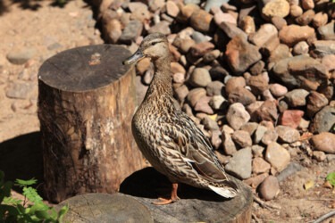 Photography titled "Mallard duck standi…" by Mrivserg, Original Artwork, Digital Photography