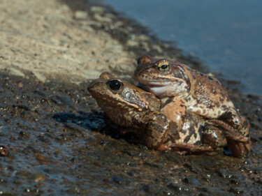 Photography titled "Couple  frogs mated" by Mrivserg, Original Artwork, Digital Photography