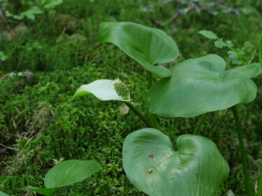 Fotografia zatytułowany „flower marsh calla” autorstwa Mrivserg, Oryginalna praca, Fotografia cyfrowa