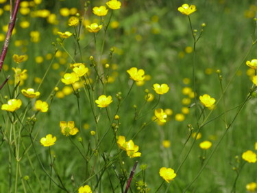 Фотография под названием "Yellow flowers burn…" - Mrivserg, Подлинное произведение искусства, Цифровая фотография
