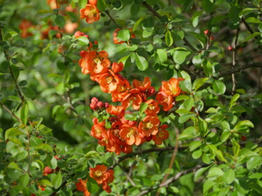 Фотография под названием "red flowers of bloo…" - Mrivserg, Подлинное произведение искусства, Цифровая фотография