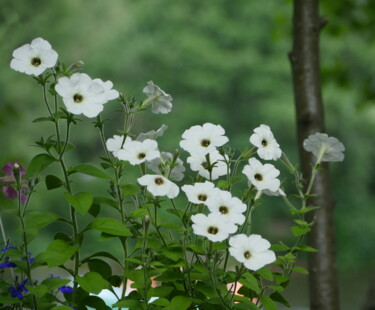 Photography titled "white petunia flowe…" by Mrivserg, Original Artwork, Digital Photography