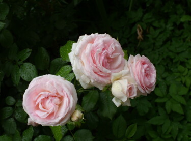 Photography titled "beautifu pink rose…" by Mrivserg, Original Artwork, Digital Photography