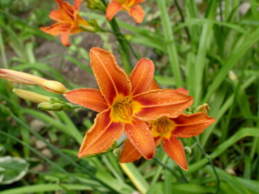 Φωτογραφία με τίτλο "orange lily flower…" από Mrivserg, Αυθεντικά έργα τέχνης, Ψηφιακή φωτογραφία