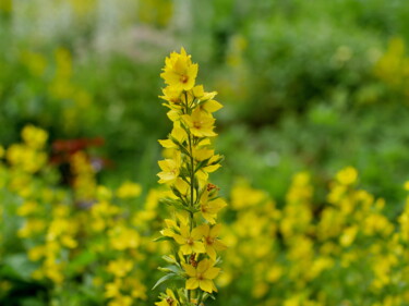 Фотография под названием "yellow flowers loos…" - Mrivserg, Подлинное произведение искусства, Цифровая фотография