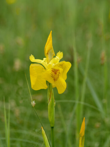 摄影 标题为“large yellow flower…” 由Mrivserg, 原创艺术品, 数码摄影