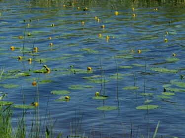 Photographie intitulée "yellow water lily f…" par Mrivserg, Œuvre d'art originale, Photographie numérique