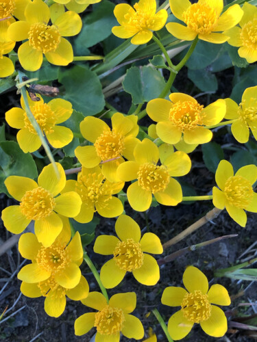 Фотография под названием "spring primroses ma…" - Mrivserg, Подлинное произведение искусства, Цифровая фотография