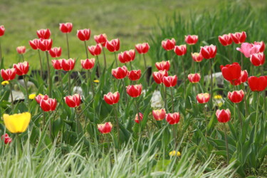 「bright red tulips」というタイトルの写真撮影 Mrivsergによって, オリジナルのアートワーク, デジタル